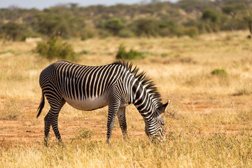 Fototapeta na wymiar Grevy zebras are grazing in the countryside of Samburu in Kenya
