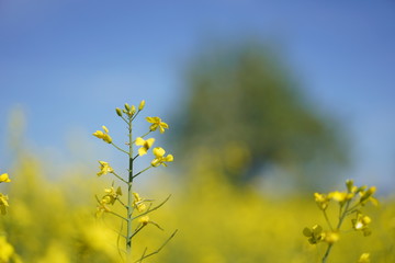 Rapeseeds, blooming field, background, yellow