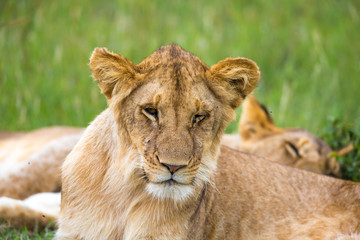 A young lion in close-up, the face of a nearly sleeping lion