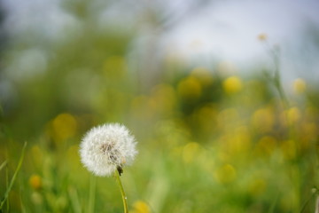 Dandelion in foreground, blurred background