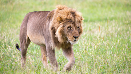 Obraz na płótnie Canvas A big male lion is walking in the savannah