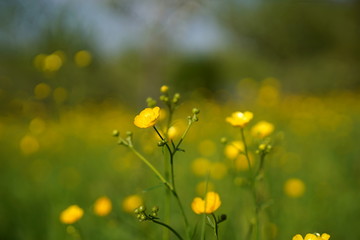 Buttercup flowers on field, background