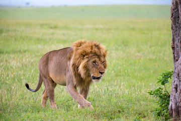 A big male lion is walking in the savannah