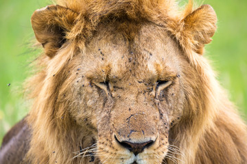 Fototapeta na wymiar A close-up of the face of a lion in the savannah of Kenya