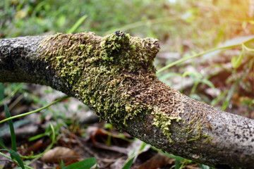 moss on the rotted timber in rubber plantations in the morning with selective focus.
