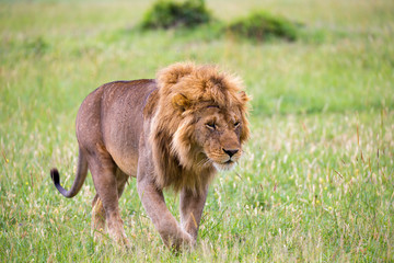 Fototapeta na wymiar A big male lion is walking in the savannah