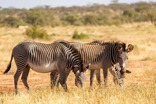 Grevy zebras are grazing in the countryside of Samburu in Kenya