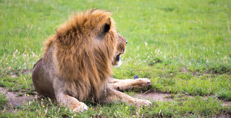 A big lion lies in the grass in the middle of the landscape of a savannah in Kenya