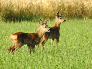 Two deer on field, looking, eating