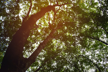 Ant view of Rubber tree with morning sun light with selective focus.