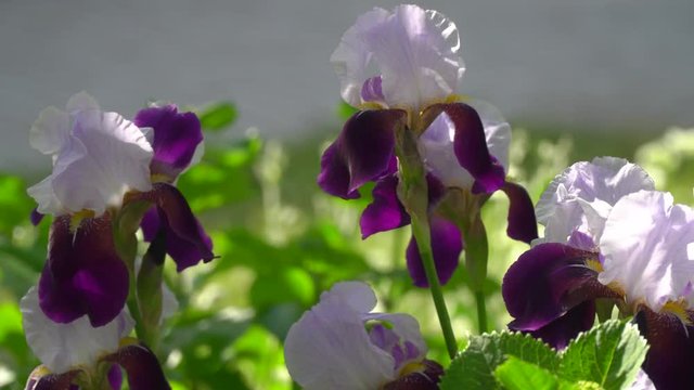 Tokyo,Japan-May 19, 2019: Flowers of German iris or Bearded in the summer
