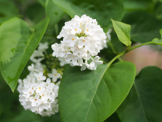 Weisser Flieder, syringa vulgaris, ziert im Frühjahr die Gärten, ohne einen Nutzen für die Insektenwelt