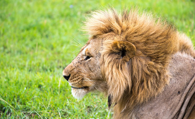 Fototapeta na wymiar A close-up of the face of a lion in the savannah of Kenya