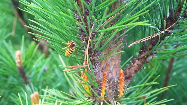 yellow bee flying on the background of green pine branches