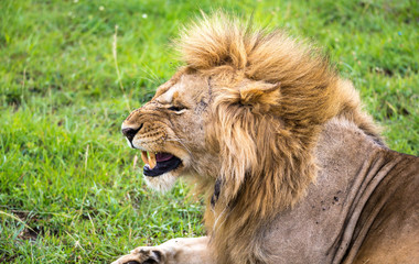 A lion in close-up bares his teeth
