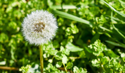 close up of a common isolated white dandelion (in latin taraxacum officinale) on a green grass background. The dandelion seed is at the head just before being blown by the wind. Horizontal