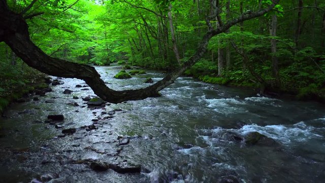 Mountain stream	