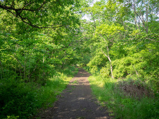 Obraz premium 新緑の秋ヶ瀬