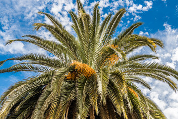 The crown of a date palm