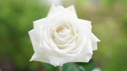white rose isolated on a background of green nature