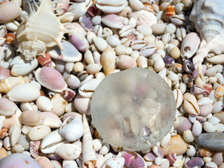 Sea shells on a sunny day
