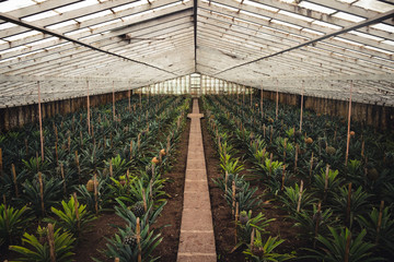 Fototapeta premium Azores Sao Miguel