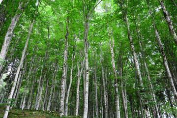 Obraz premium All'ombra e al fresco della foresta