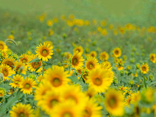 Obraz premium Sunflower field