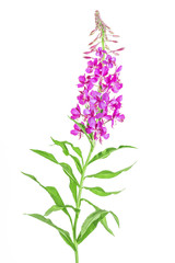 Fototapeta premium Fireweed (Rosebay Willowherb) isolated on white background. Willow-herb isolated on white background. Medicinal plant. Blooming sally, Epilobium angustifolium.