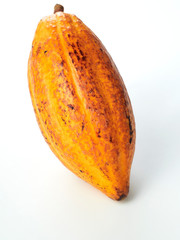Fresh cocoa fruit pod white background