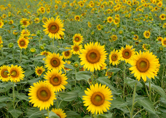 Sunflower field