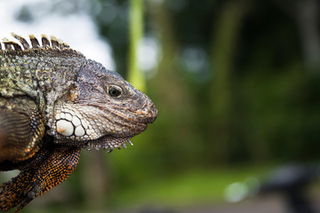 Iguana