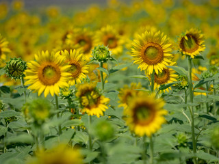 Sunflower field