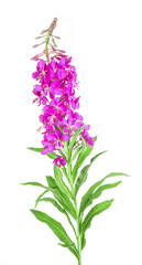 Blooming sally, Epilobium angustifolium. Fireweed (Rosebay Willowherb) isolated on white...