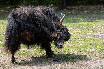 Fototapeta premium Yak Scratch Itchy Head With Hoof