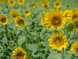 Sunflower field