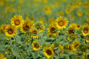 Sunflower field