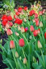 red tulips in the garden