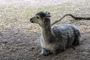 Alpaca Lying On The Ground