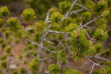 spring pine branches close up