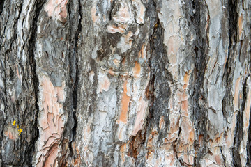 Closeup of the pine tree bark. Abstraction.