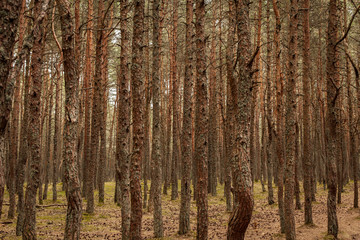Fototapeta premium spruce tree trunks in the forest