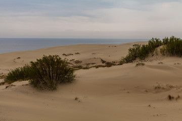 Fototapeta na wymiar Sand dunes and tree roots