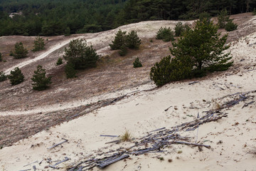 Sand dunes and tree roots