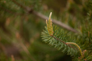 spring pine branches close up