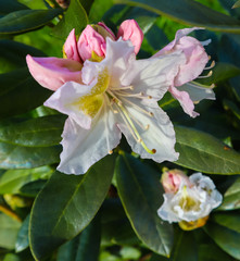 Opening of beautiful white flower of Rhododendron 'Cunningham's White' in the spring garden