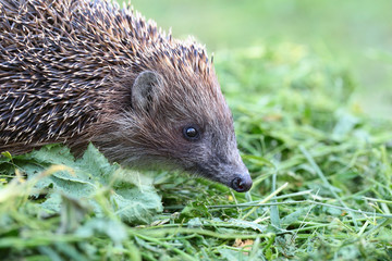 Portrait of a little hedgehog among mowed grass ..... 