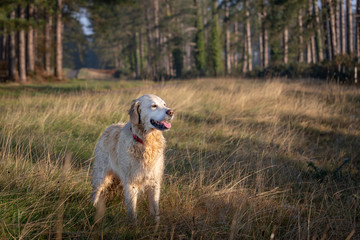 Obraz na płótnie Canvas Happy dog on walk in woods