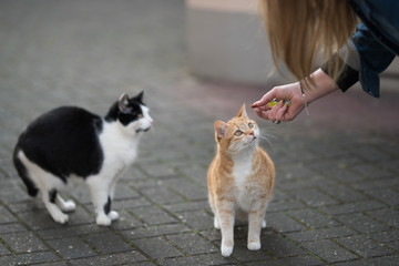 two cats getting fed with treats by female