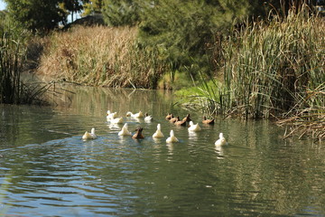 flock of ducks swimming along a river surrounded by lush native bush in a local park in a small rural town, New South Wales, Australia